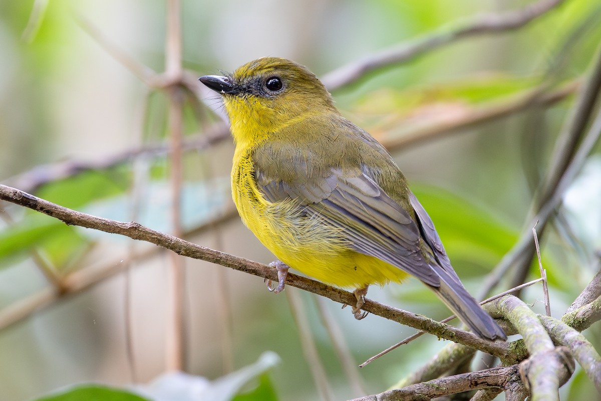 Bornean Whistler - ML642957510