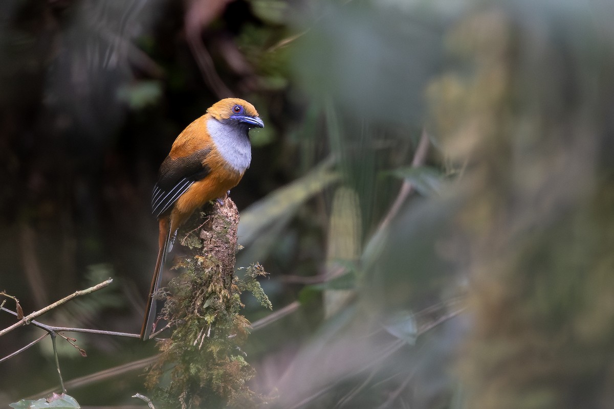 Trogón de Borneo - ML642957511