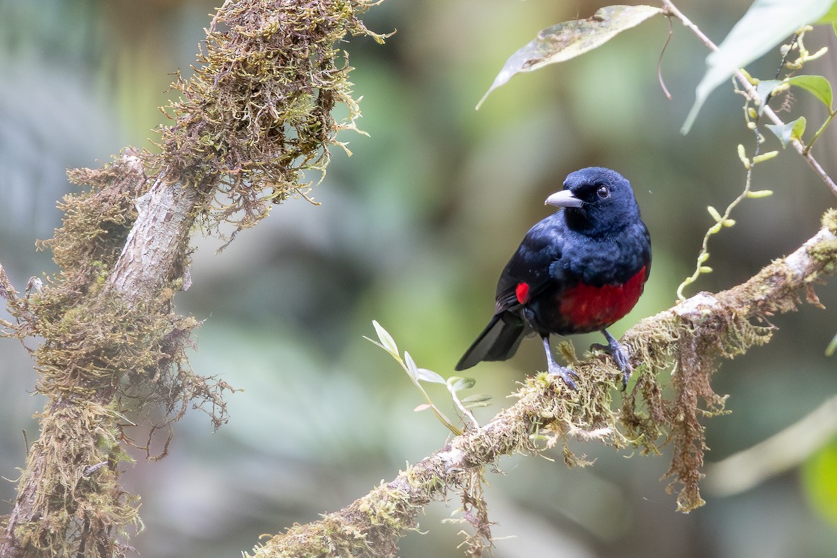 Black-and-crimson Oriole - ML642957513