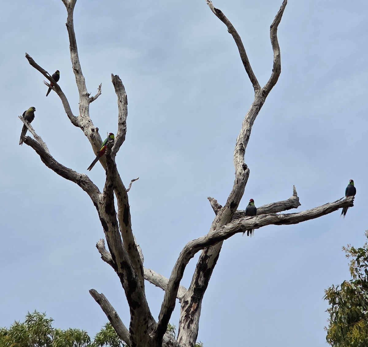 Red-capped Parrot - ML642957514