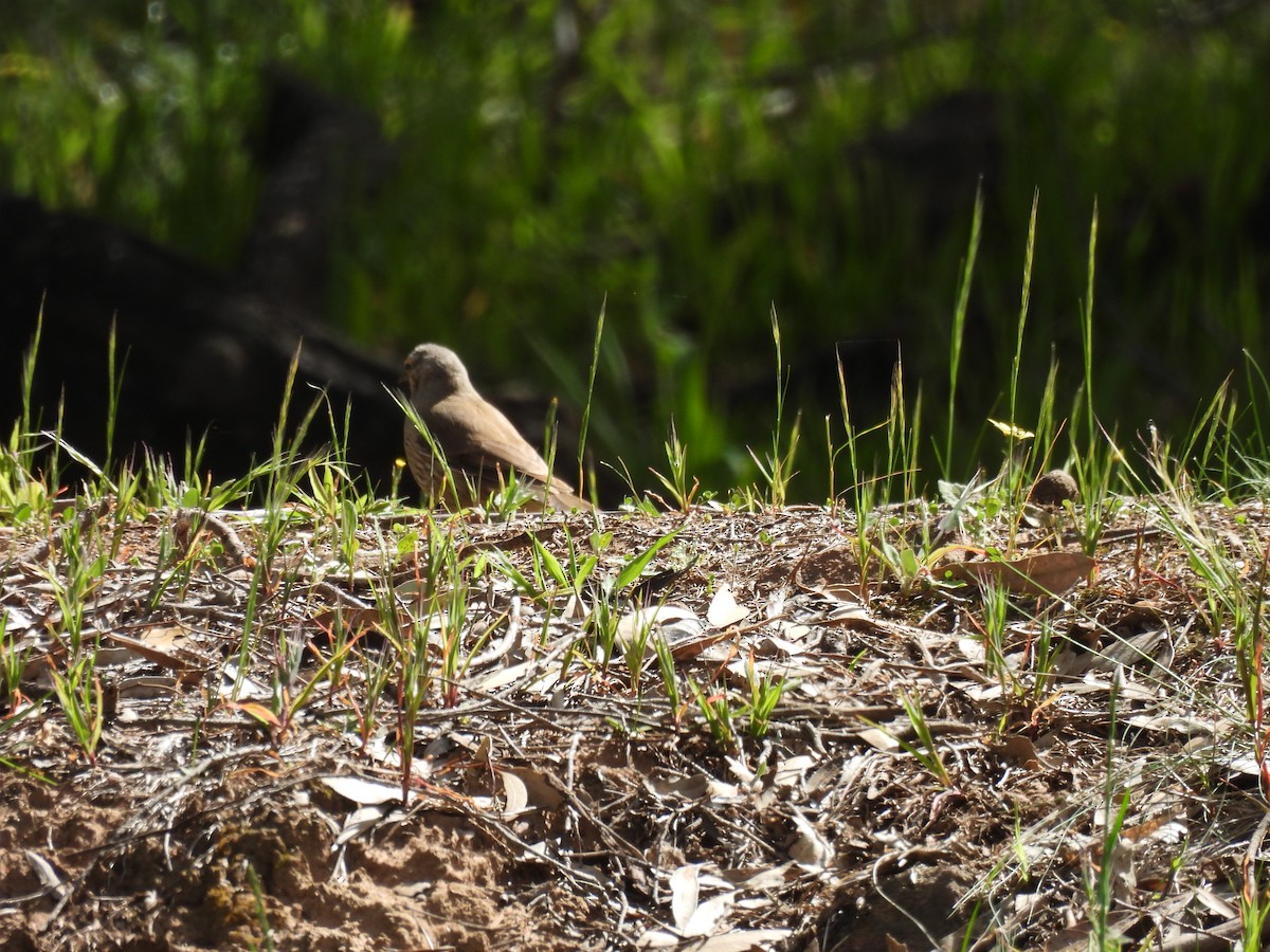 Brown Treecreeper - ML642957520