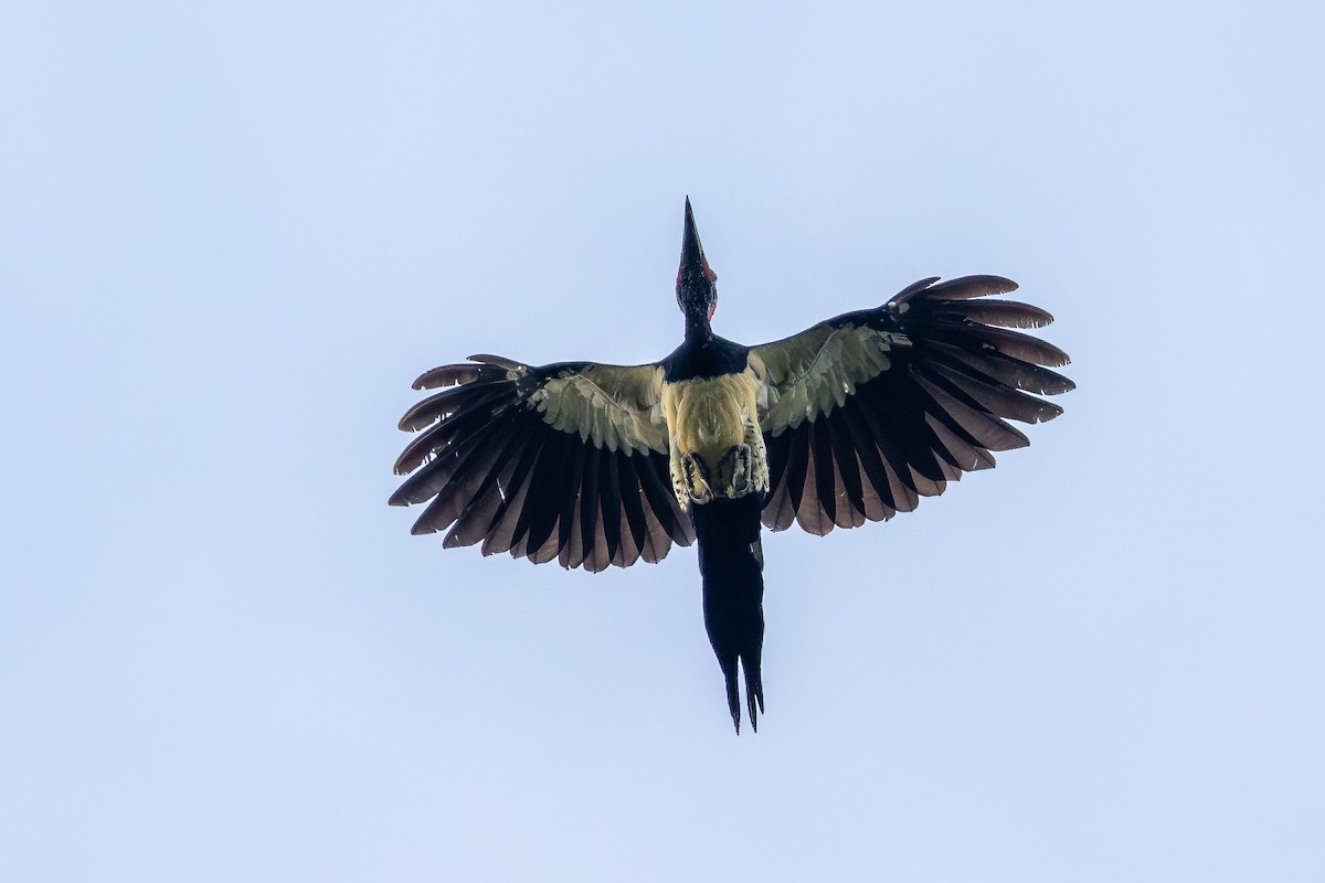 White-bellied Woodpecker - ML642957522