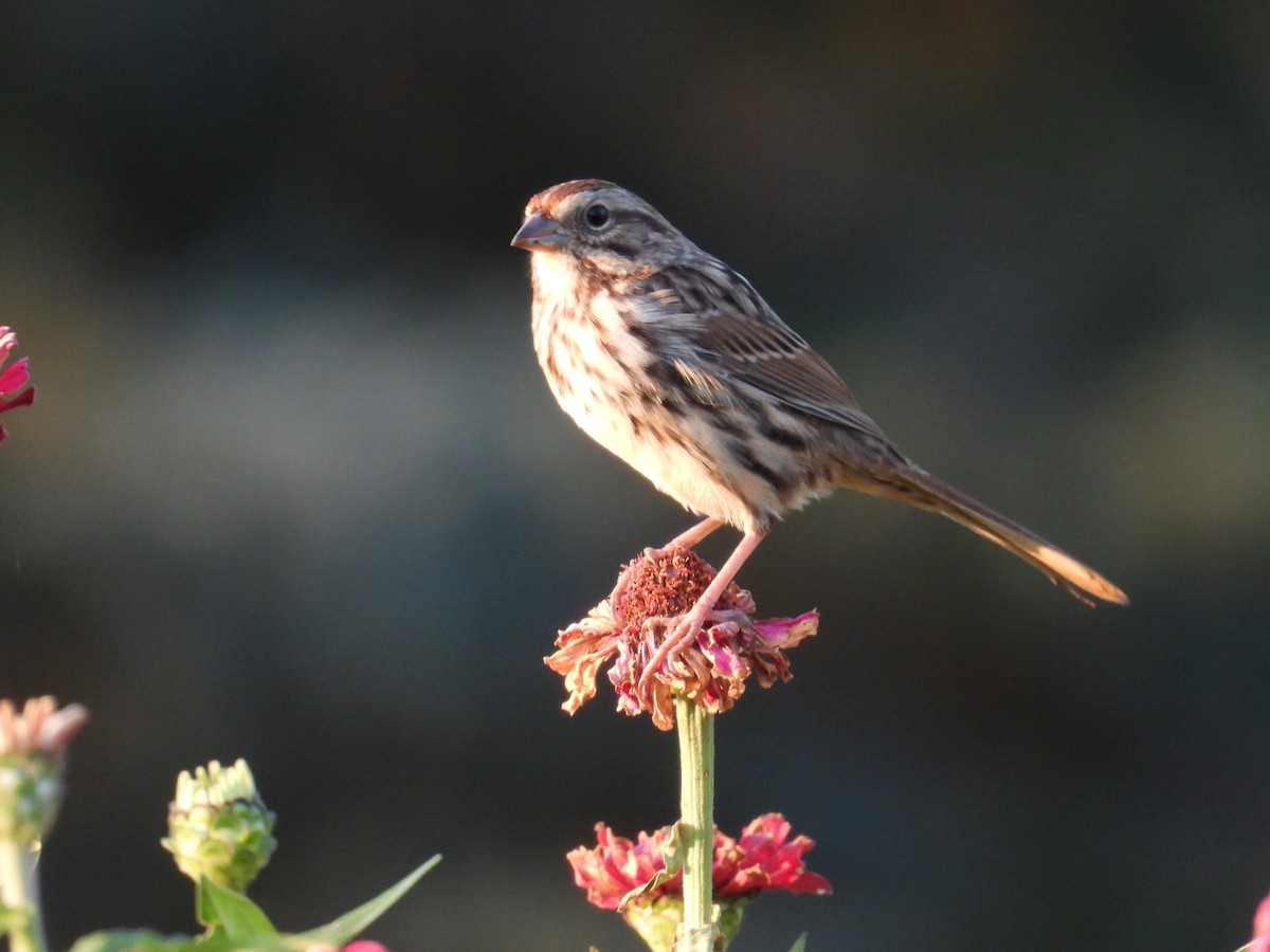 Song Sparrow - ML642957524