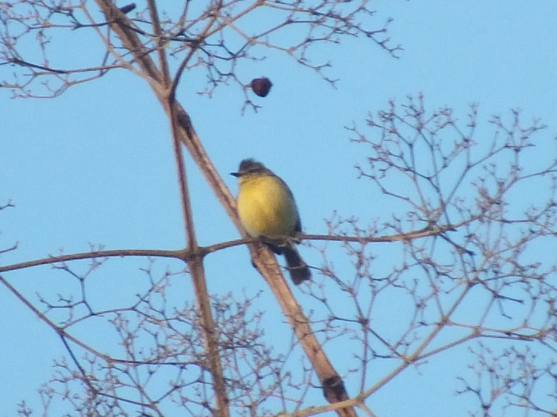 Yellow-crowned Tyrannulet - ML642957526
