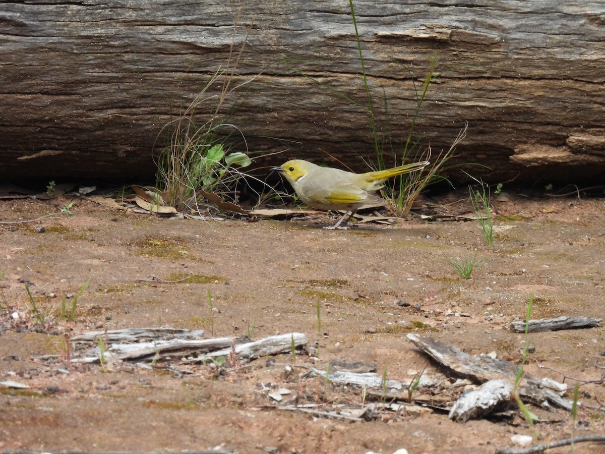 White-plumed Honeyeater - ML642957528