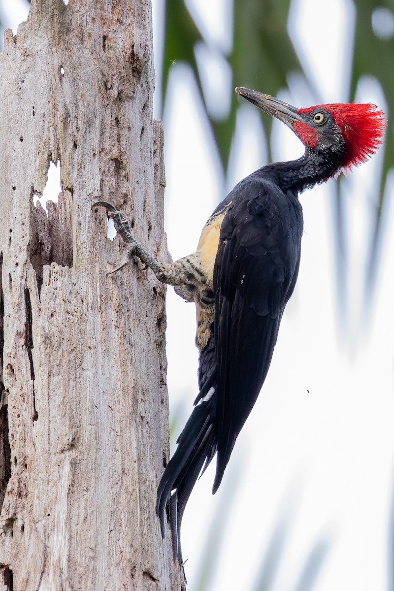 White-bellied Woodpecker - ML642957536