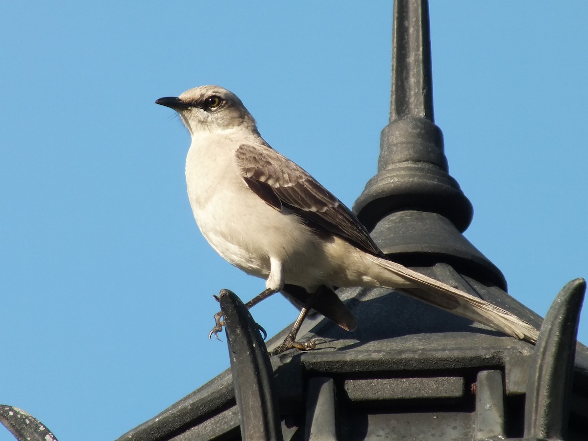Tropical Mockingbird - ML642957537
