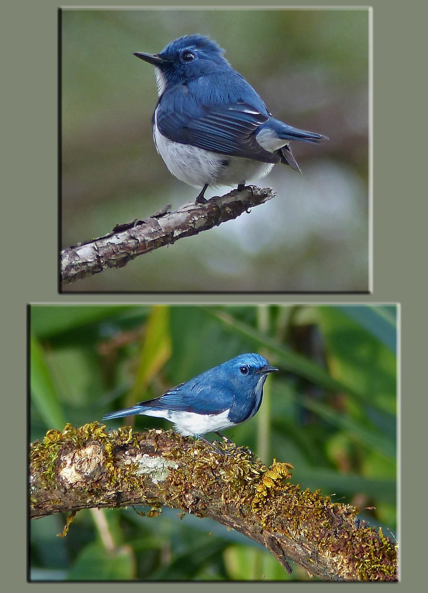Ultramarine Flycatcher - ML642957538