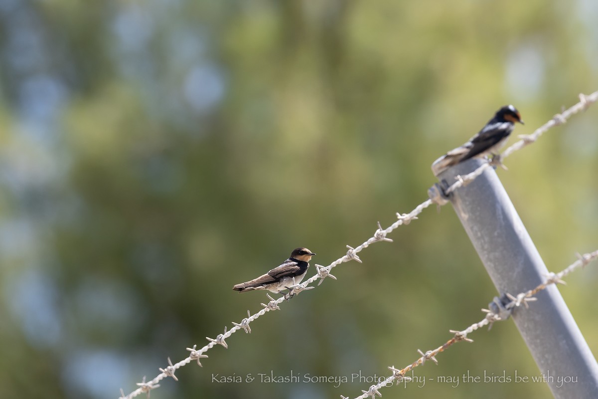 Pacific Swallow - ML642957560