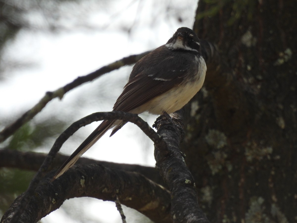 Gray Fantail - ML642957561