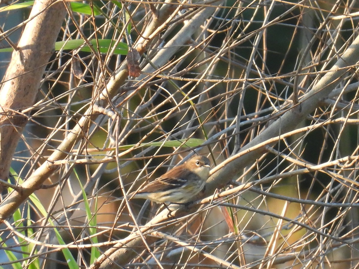 Yellow-rumped Warbler - ML642957569
