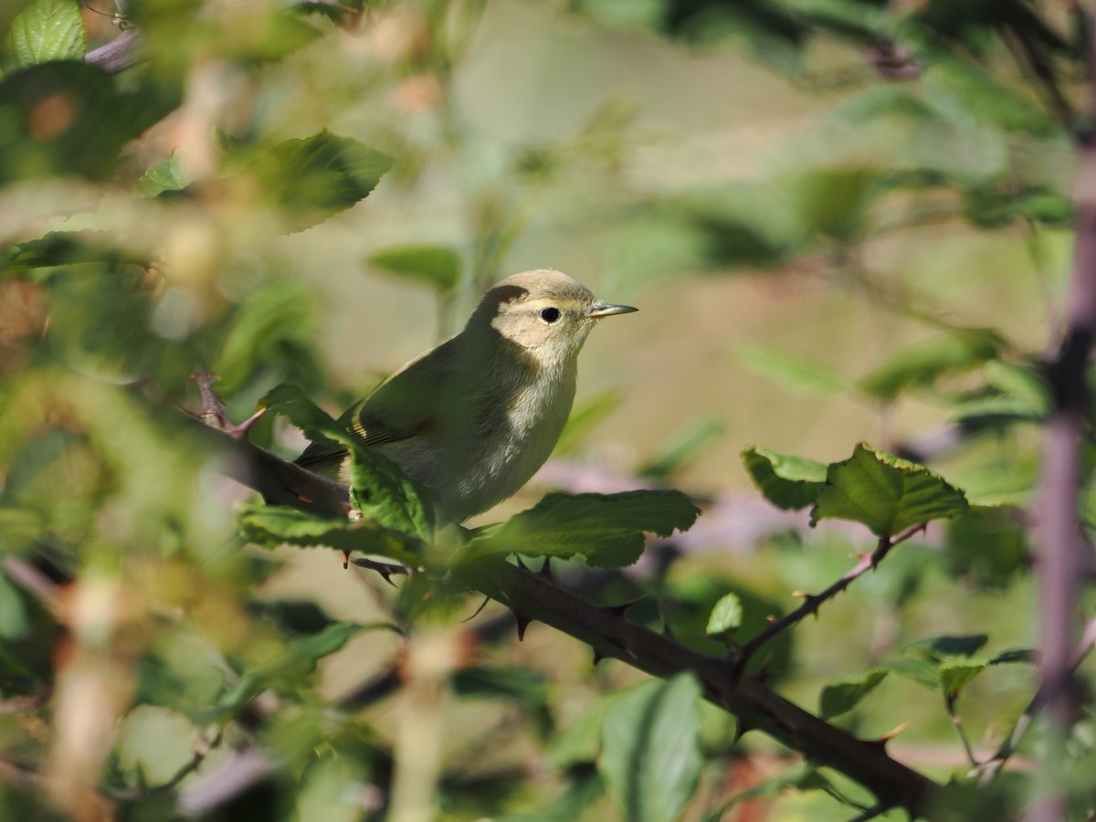 Common/Iberian Chiffchaff - ML642957571
