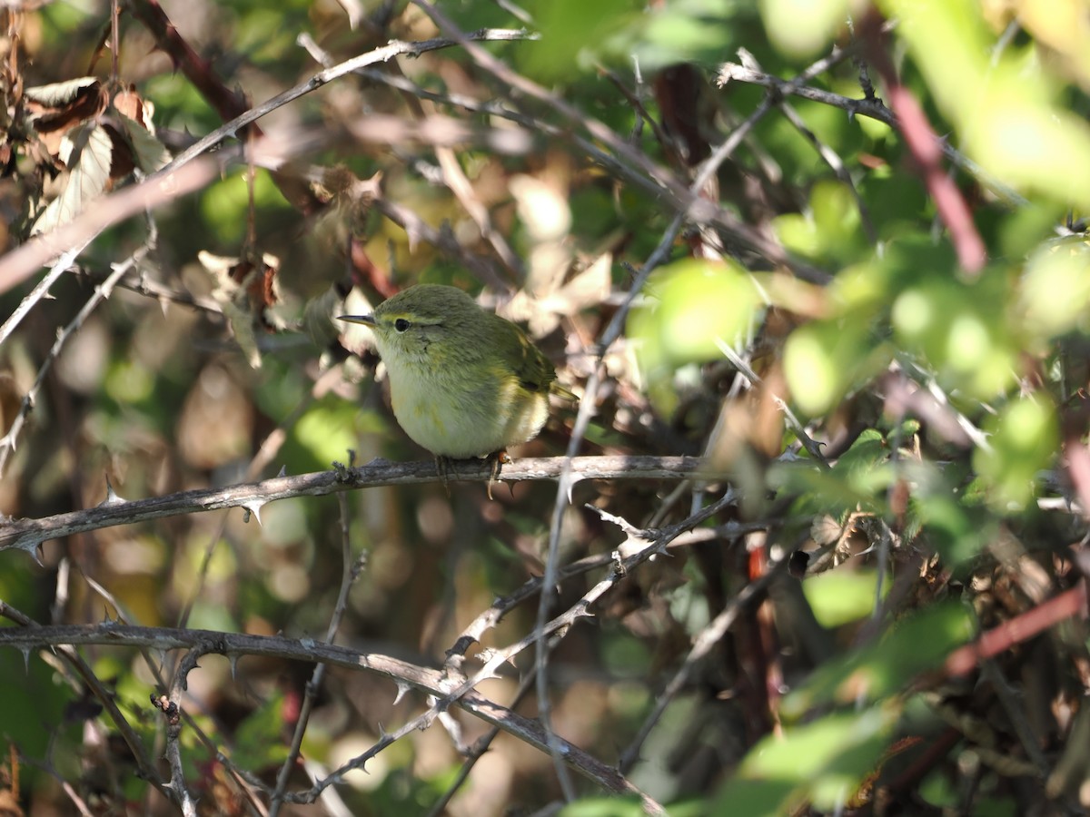 Common/Iberian Chiffchaff - ML642957572