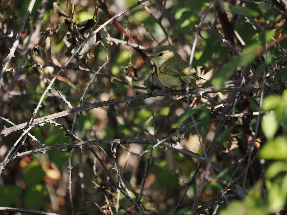 Common/Iberian Chiffchaff - ML642957573