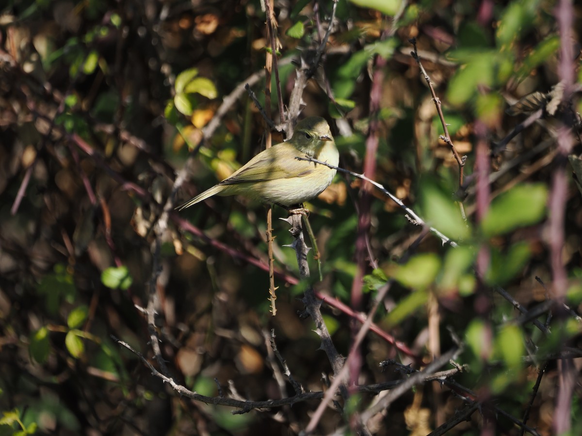 Common/Iberian Chiffchaff - ML642957574