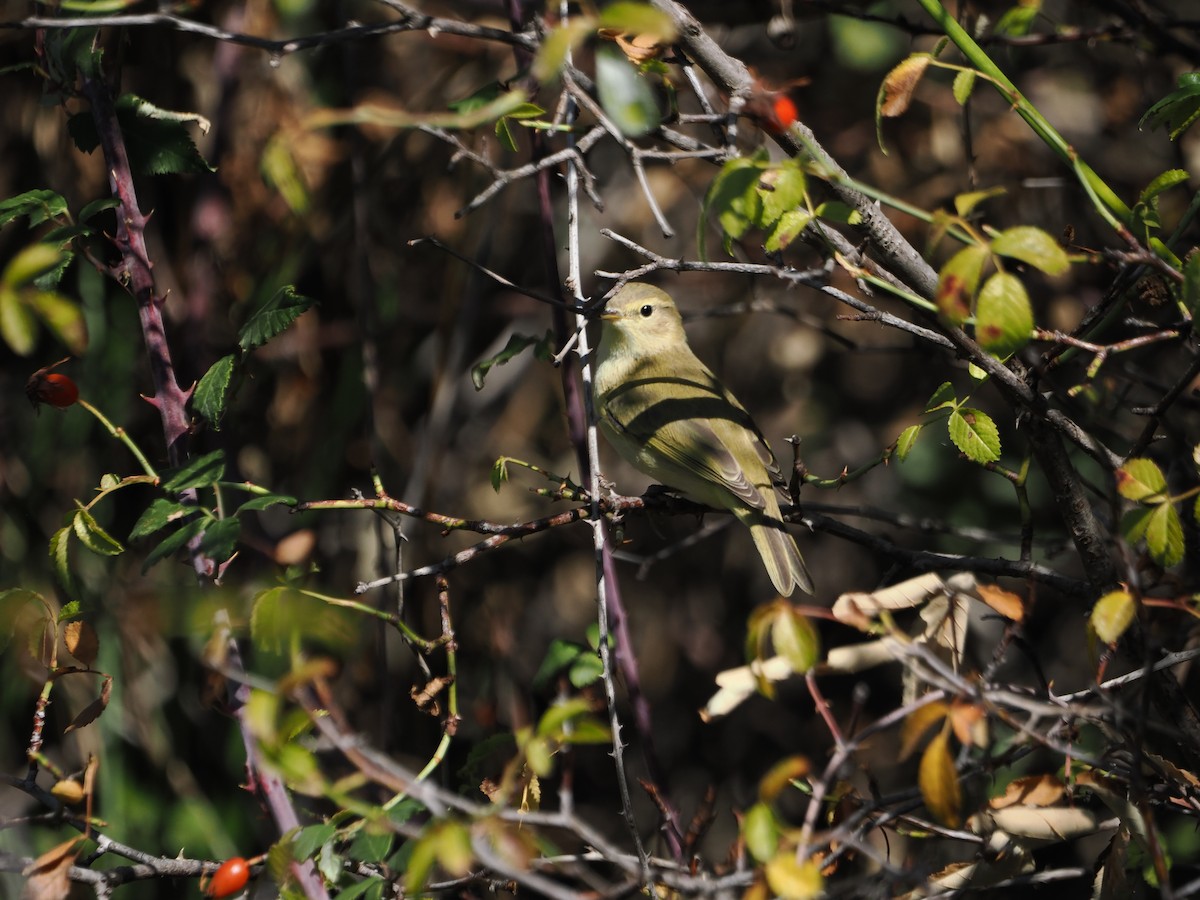 Common/Iberian Chiffchaff - ML642957575
