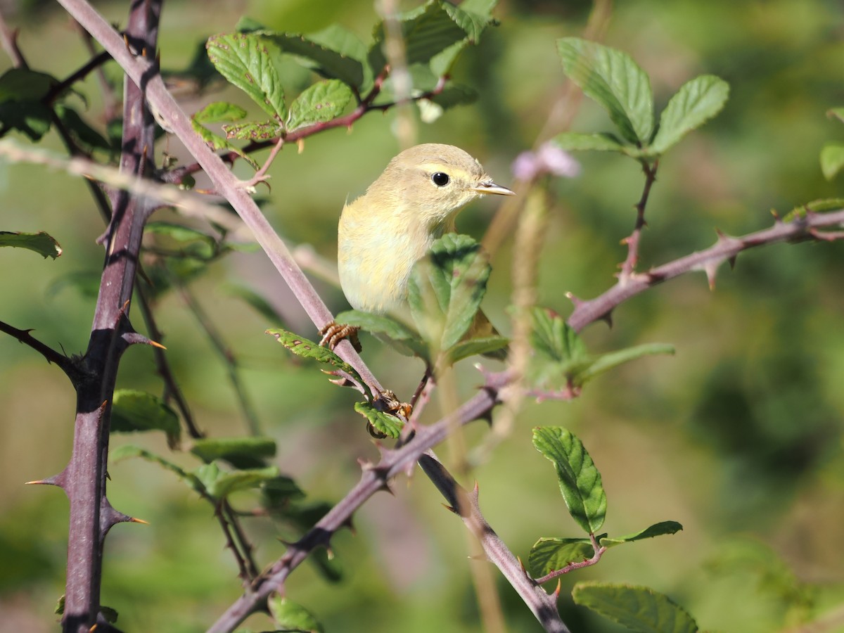 Common/Iberian Chiffchaff - ML642957576