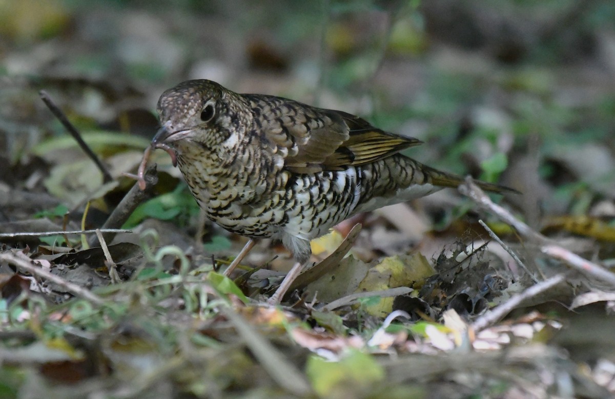Bassian Thrush - ML642957577