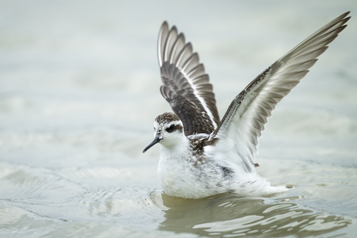 Red-necked Phalarope - ML642957578