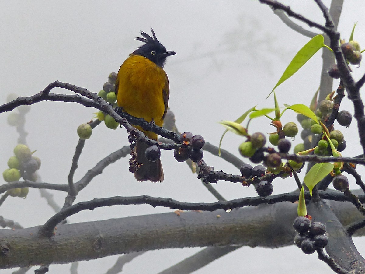 Black-crested Bulbul - ML642957579