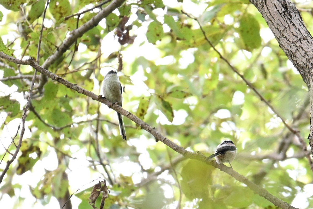 Long-tailed Tit - ML642957580