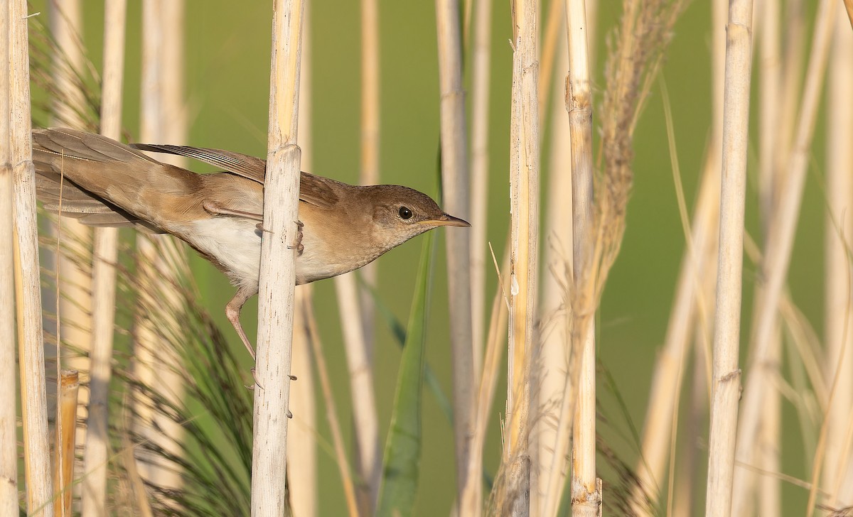 Savi's Warbler - ML642957584