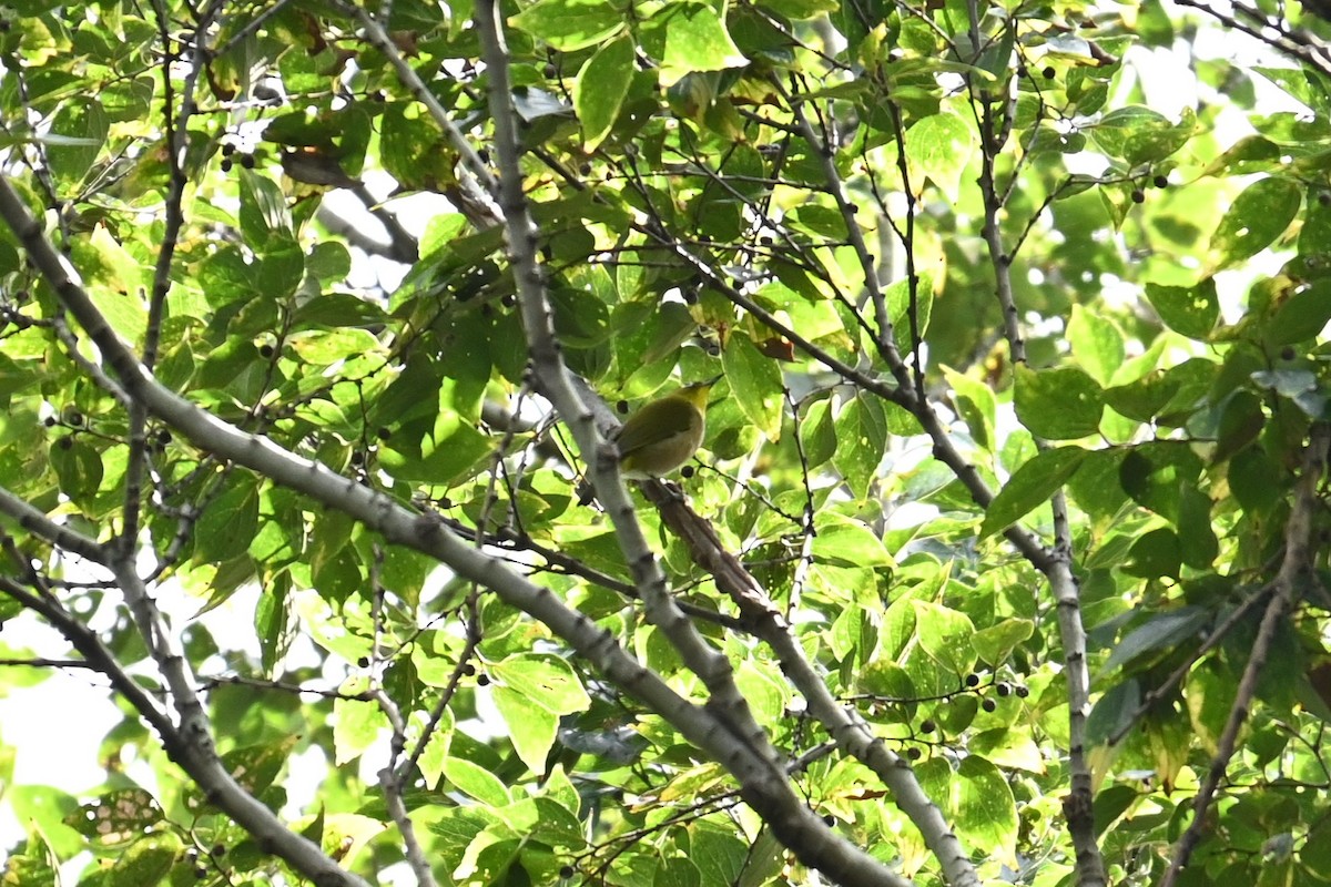 Warbling White-eye - ML642957587