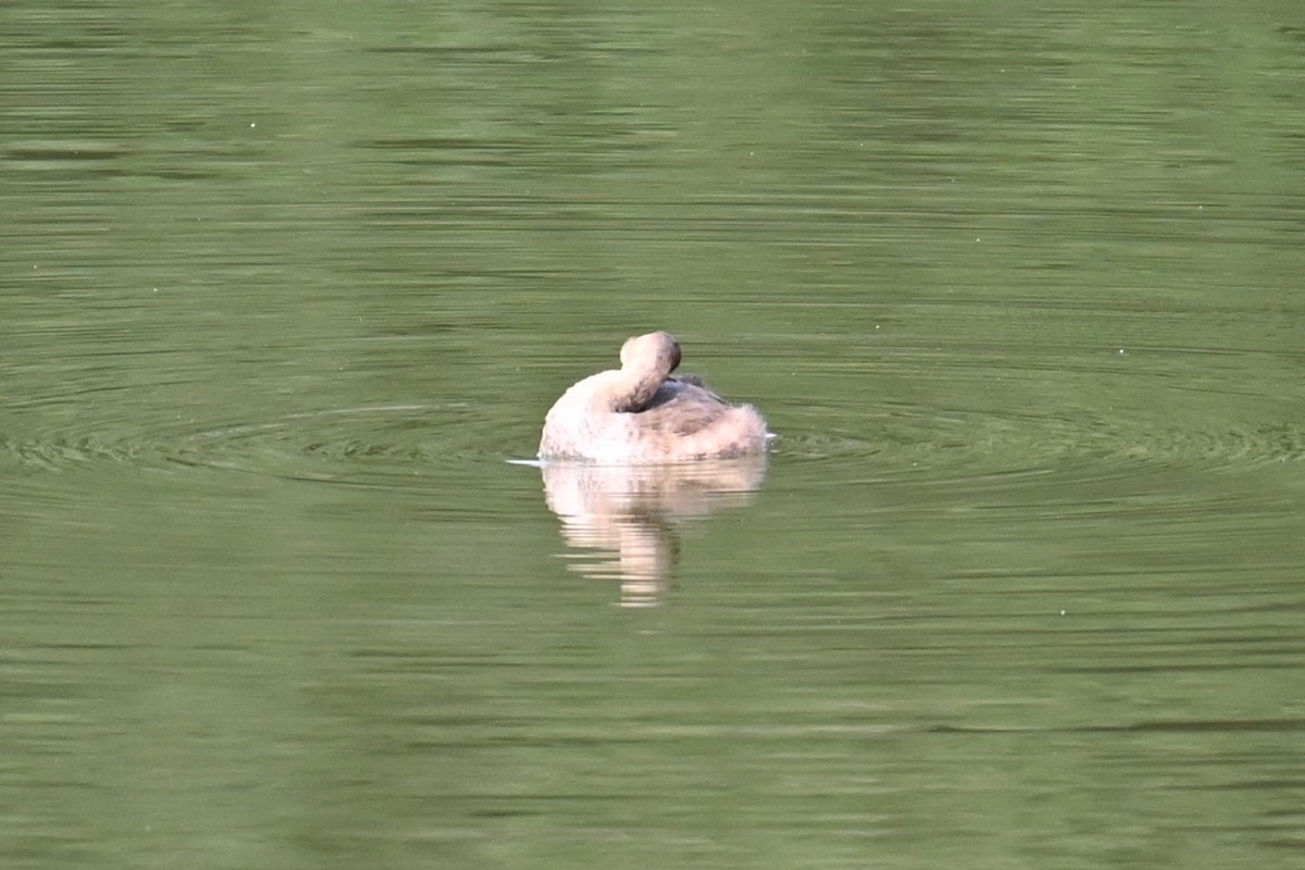 Little Grebe - ML642957592