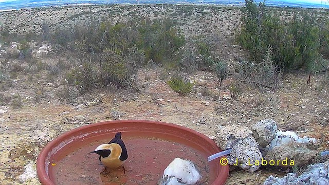 Western Black-eared Wheatear - ML642957593