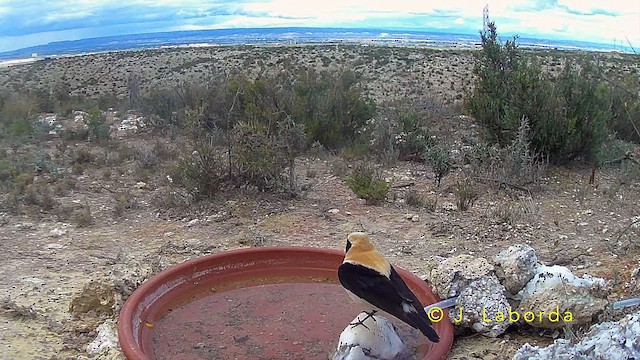 Western Black-eared Wheatear - ML642957594