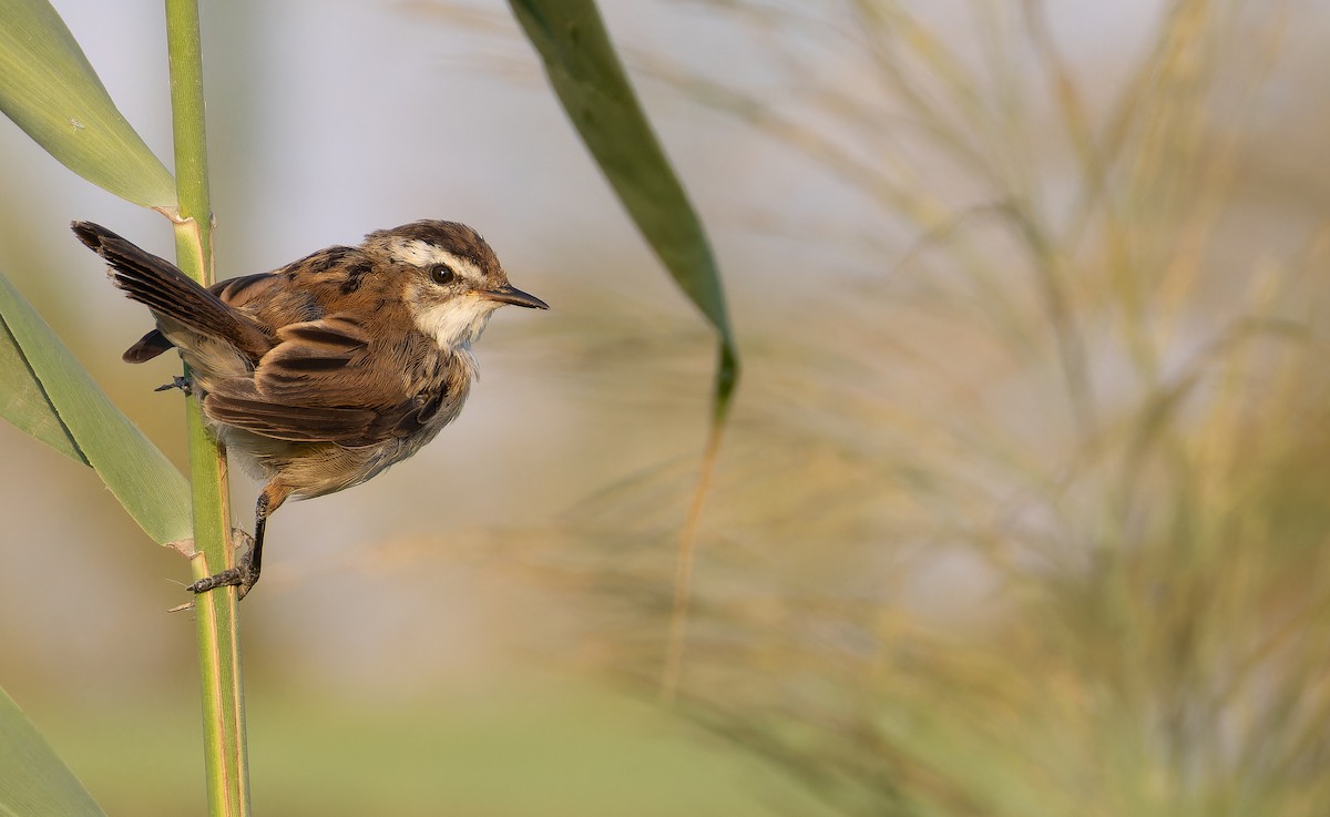 Moustached Warbler - ML642957595