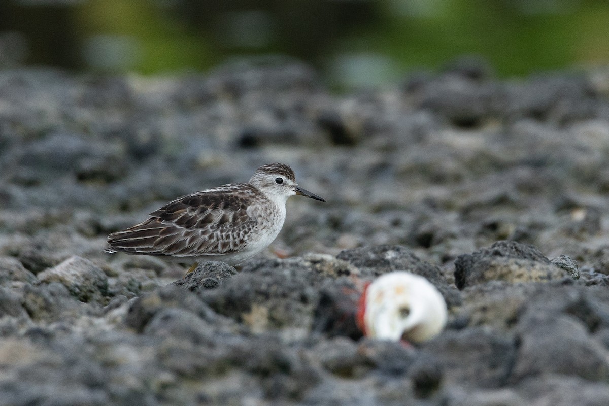 jespák dlouhoprstý - ML642957596