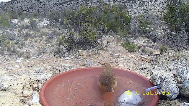 Tawny Pipit - ML642957598