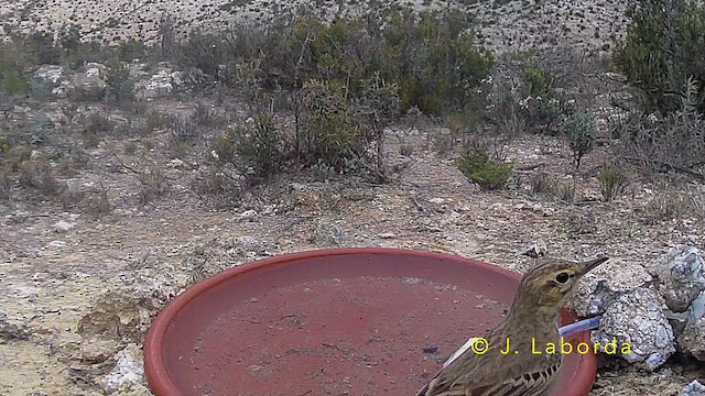 Tawny Pipit - ML642957599