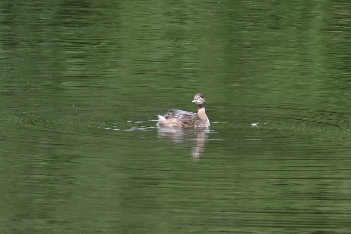 Little Grebe - ML642957600