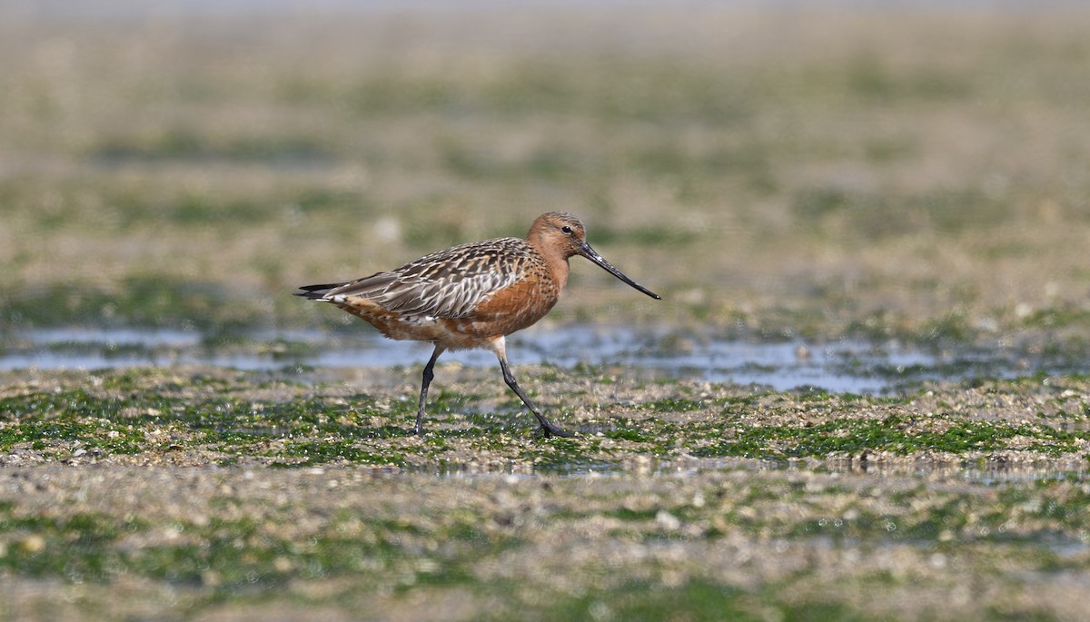 Bar-tailed Godwit - ML642957601