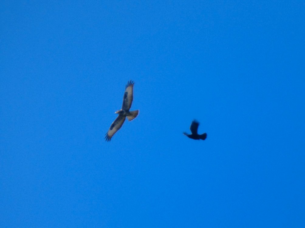 Common Buzzard - ML642957602