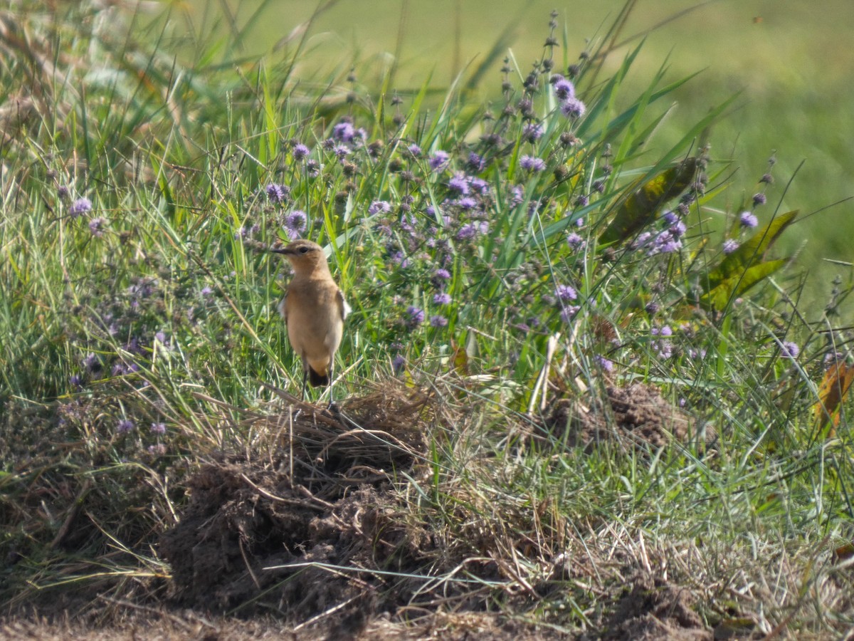 Northern Wheatear - ML642957603