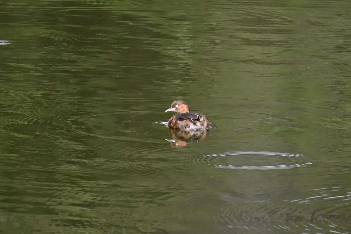 Little Grebe - ML642957604
