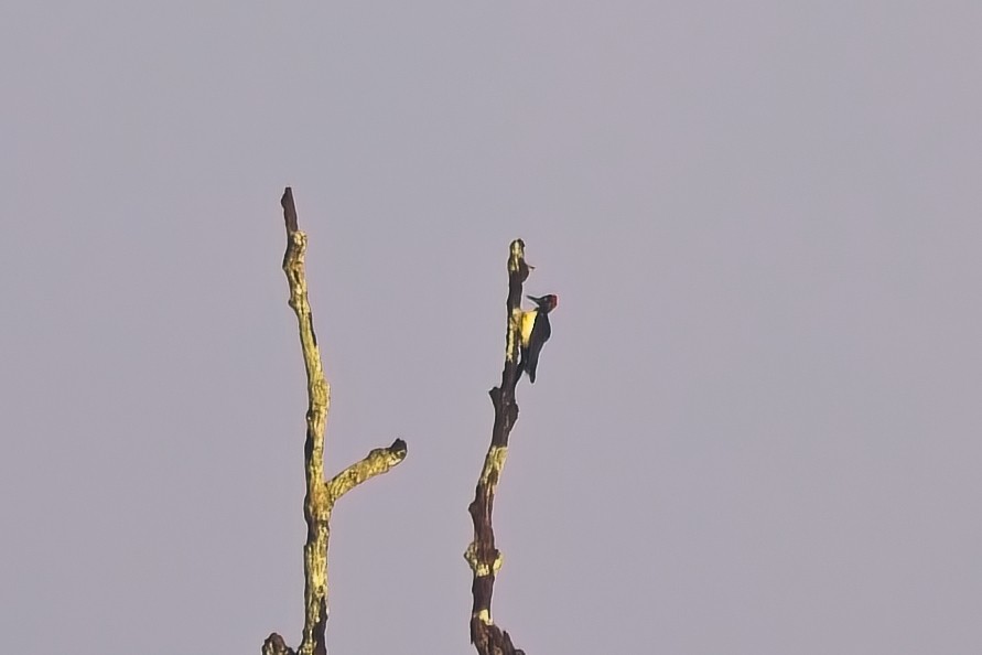 White-bellied Woodpecker - ML642957607