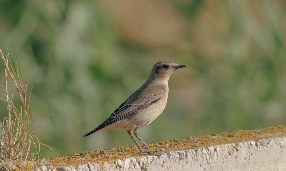Northern Wheatear - ML642957608