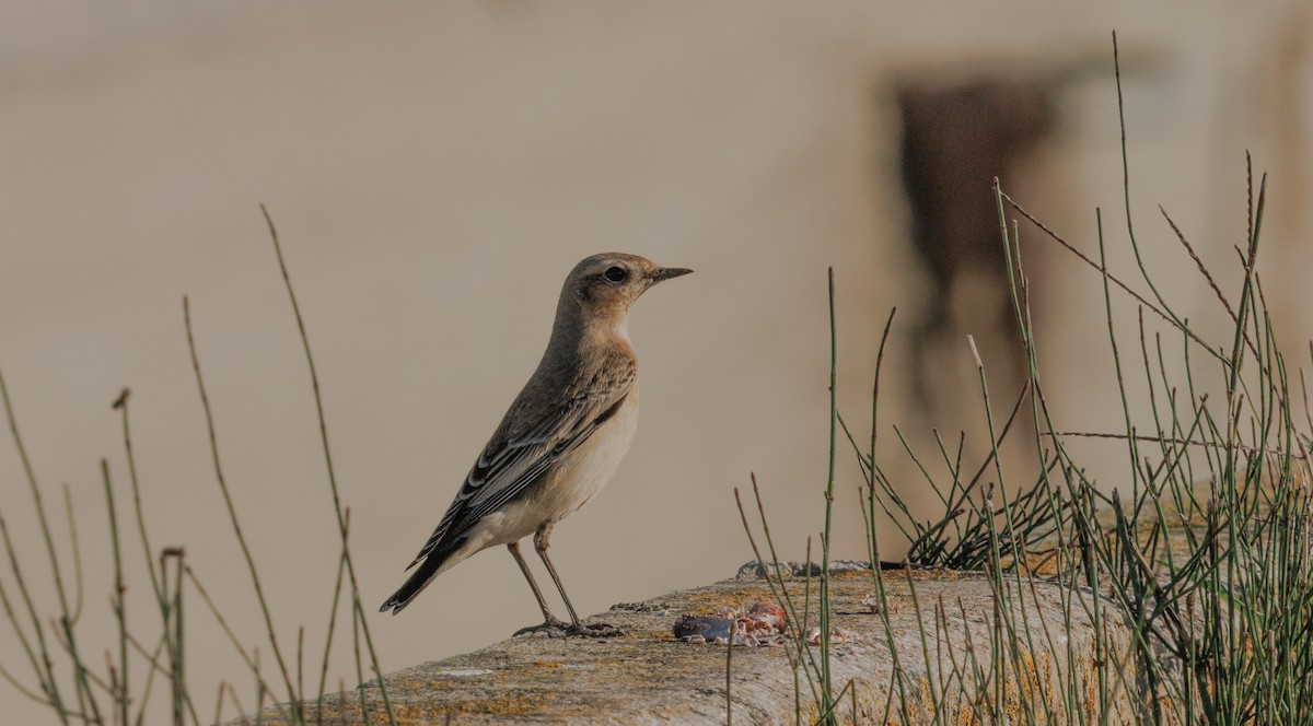 Northern Wheatear - ML642957609