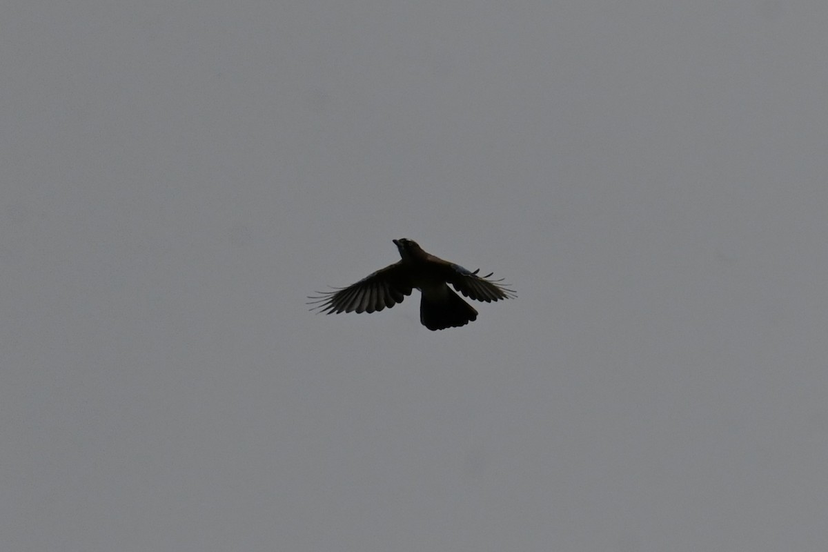 Eurasian Jay - ML642957622