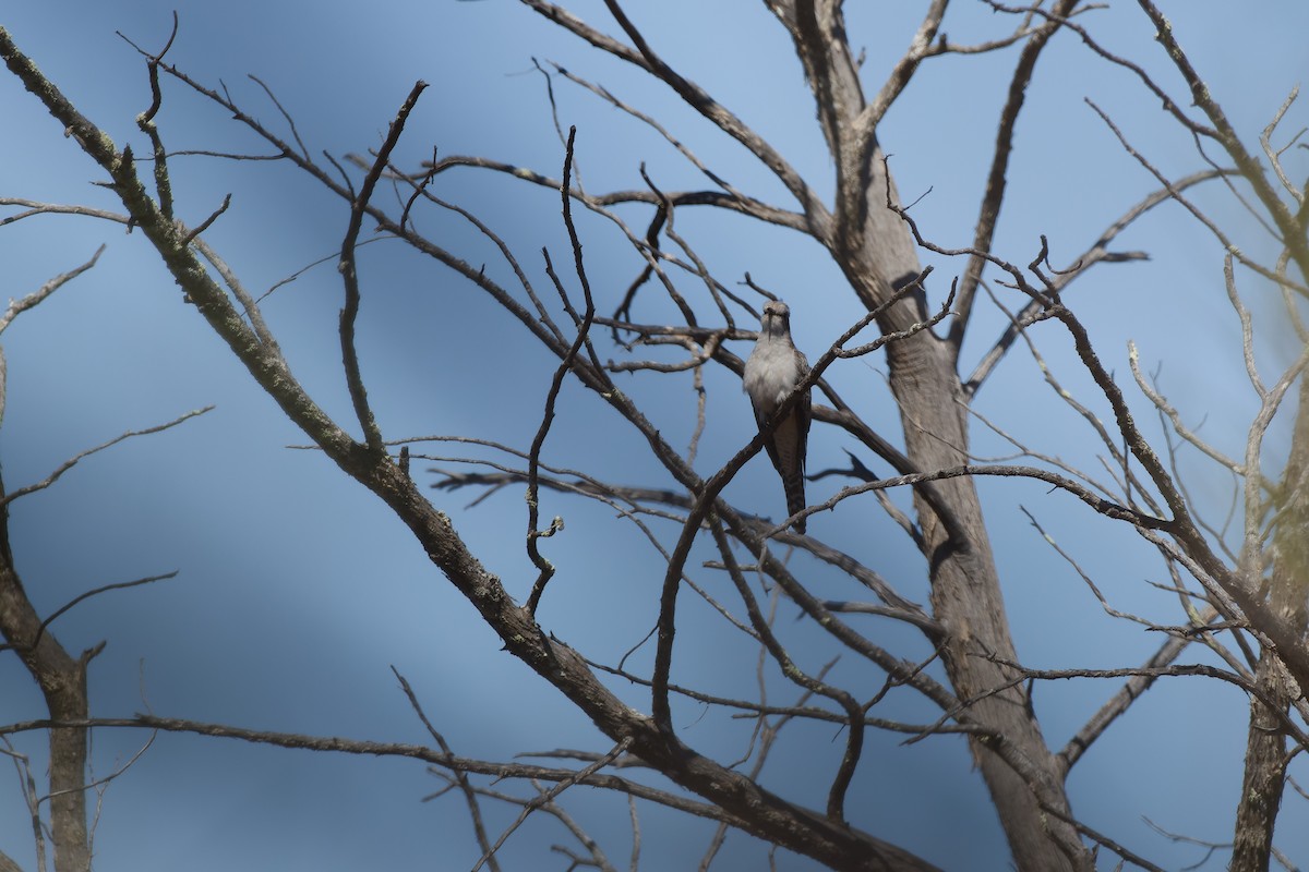 Pallid Cuckoo - ML642957624