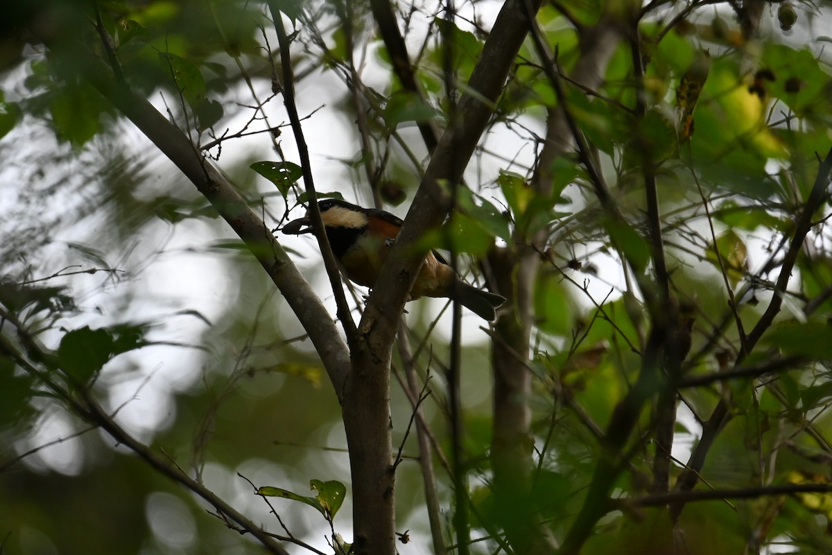 Varied Tit - ML642957637