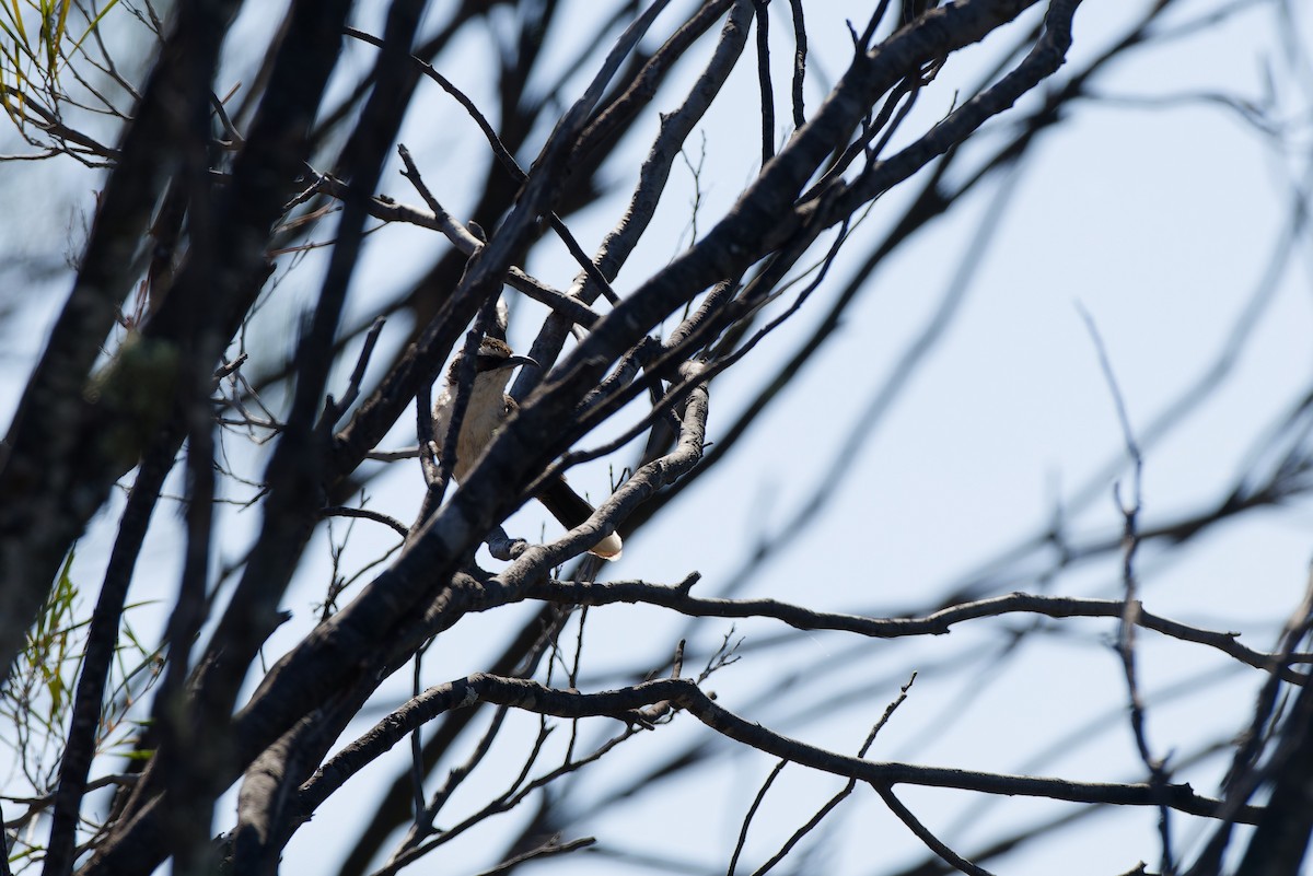 White-browed Babbler - ML642957676