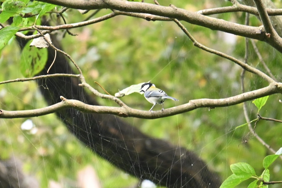 Asian Tit - ML642957683