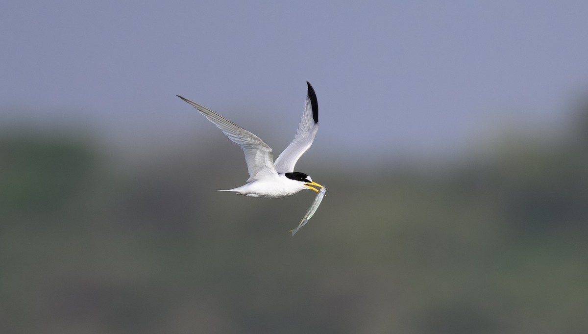 Saunders's Tern - ML642957684