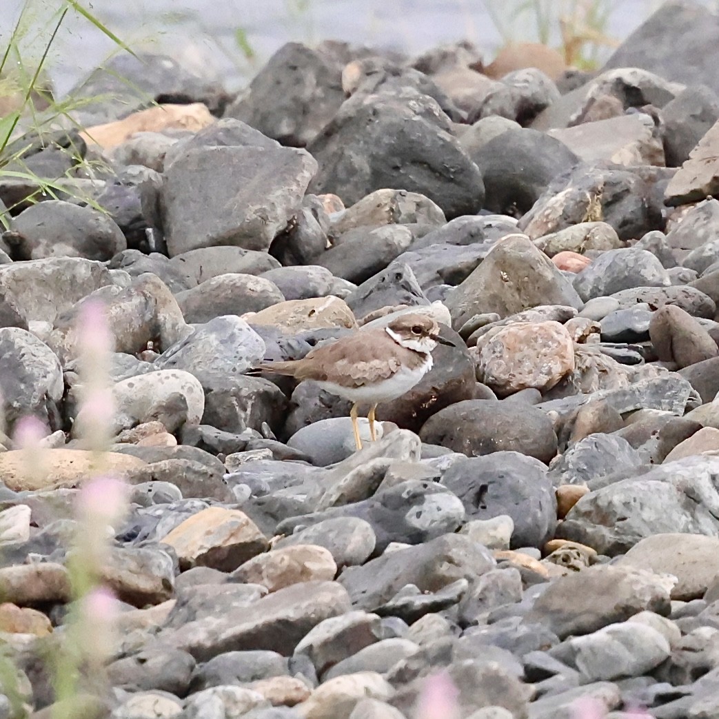 Long-billed Plover - ML642957698
