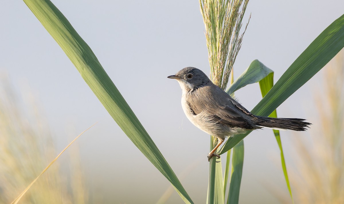 Menetries's Warbler - ML642957704
